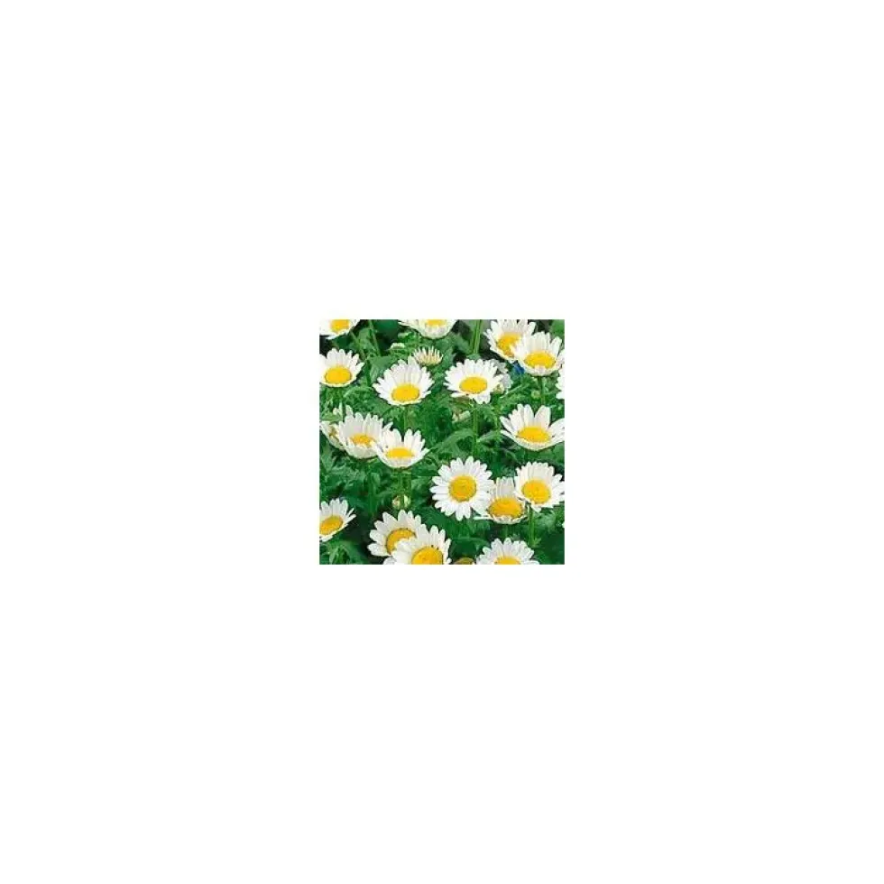 Chrysanthemum Paludosum - Le pot de 10.5 cm