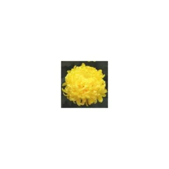 Chrysanthème grosses fleurs - La coupe de 25-30 cm