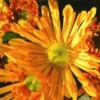 Chrysanthème à petites fleurs (multifleurs). Le pot de 3 litres