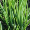 Ciboule Bio. Le pot de 1 litre