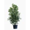 Cinnamonium Camphora (Camphrier) en pot de 30 L vert