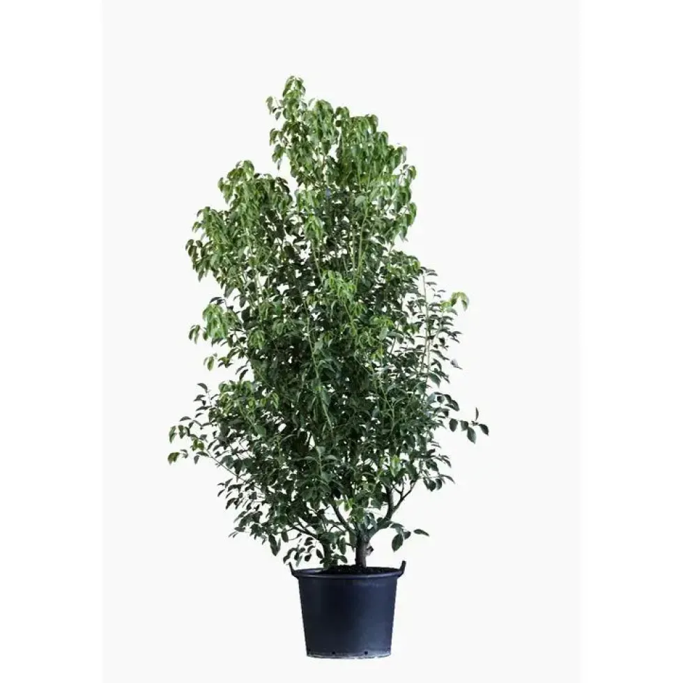 Cinnamonium Camphora (Camphrier) en pot de 30 L vert