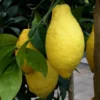 Citronnier. Le pot de 50 litres