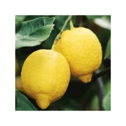 Citronnier. Le pot de 15 litres