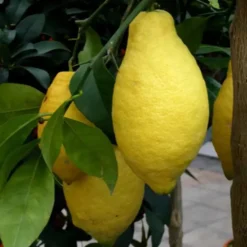 Citronnier 4 Saisons. Le pot de 12 litres forme palissé