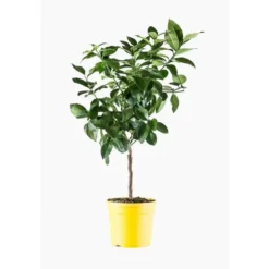 Citronnier 4 Saisons. Le pot de 5 litres