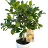 Citronnier Zagara Bianca coloris jaune - 5 L