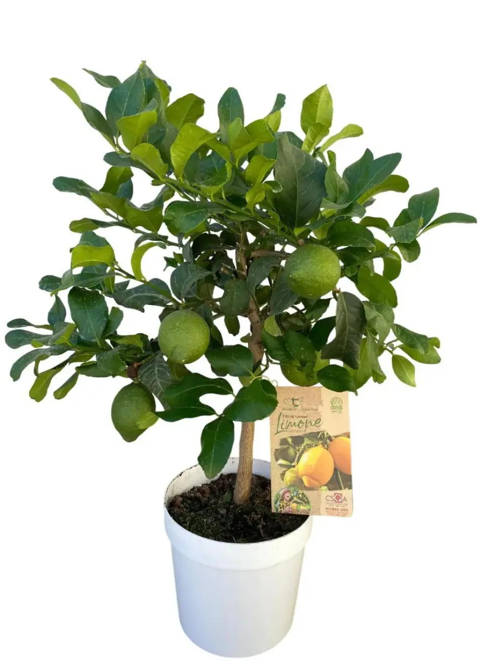 Citronnier Zagara Bianca coloris jaune - 5 L