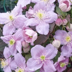 CLEMATITE MONTANA MAYLEEN. Le pot de 3 litres