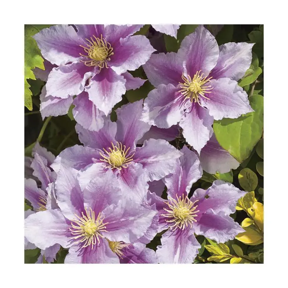 CLEMATITE PIILU. Le pot de 3 litres