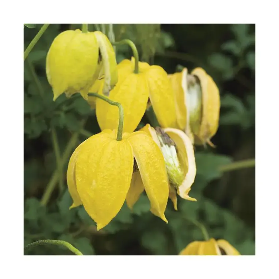 CLEMATITE TANGUTICA. Le pot de 3 litres
