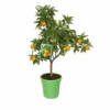 Clementinier. Le pot de 5 litres