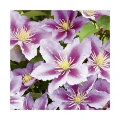 Clématite piilu coloris rose. Le pot de 1,3 litres