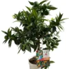 Clémentinier coloris orange - 5 L