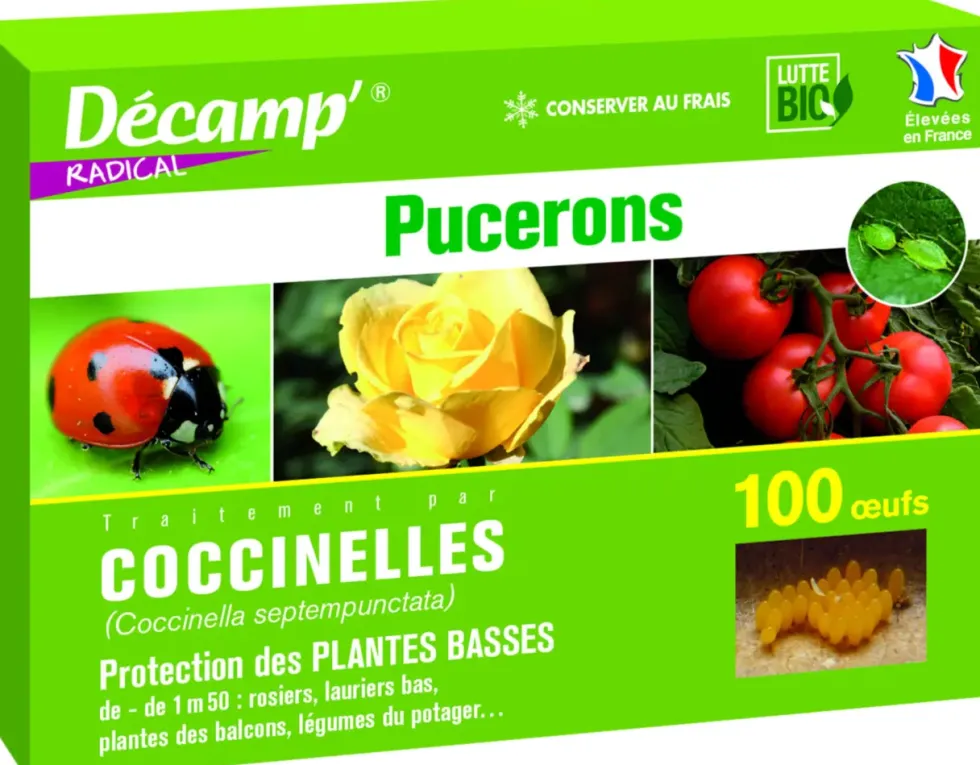 Coccinelles Septempunctata 100 oeufs