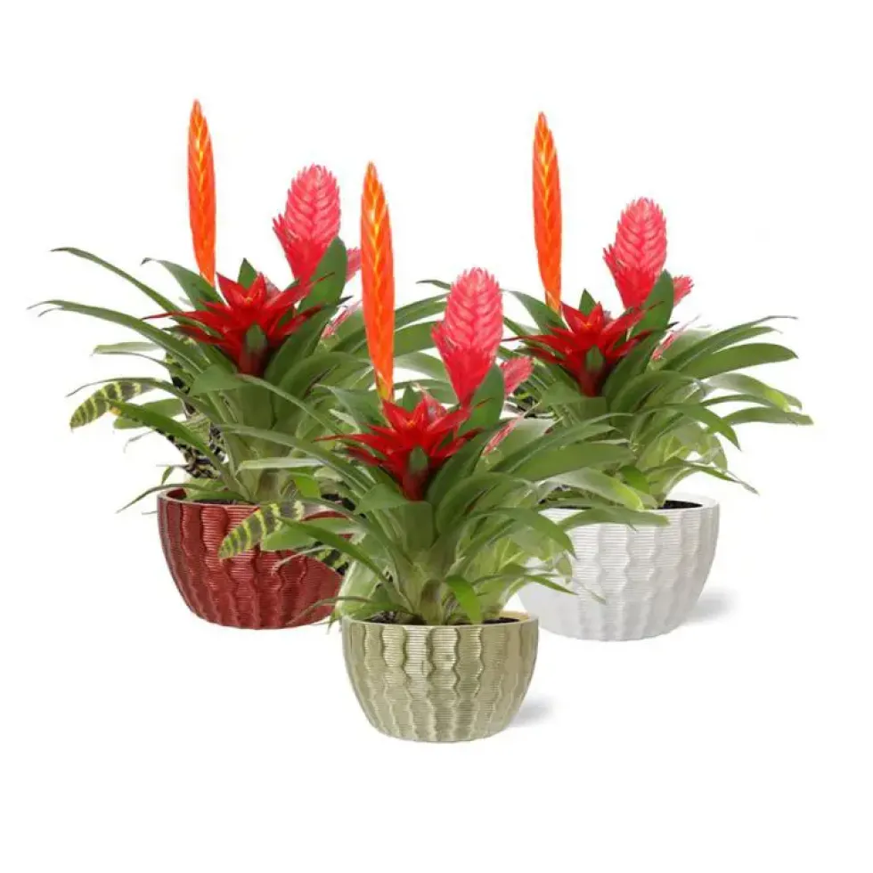 Composition de bromeliacées coloris multicolore avec son pot