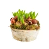 Composition de 5 jacinthes en coupe bouleau