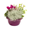 Composition d'exterieur mélange violet rose - La coupe de 27 cm