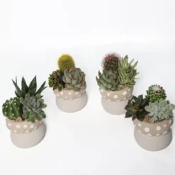 Composition d’intérieur de cactus et succulente