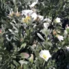 Convolvulus Mauritanicus ou Liseron de Mauritanie bleu en pot de 4 L