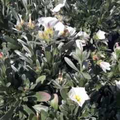 Convolvulus Mauritanicus ou Liseron de Mauritanie bleu en pot de 4 L