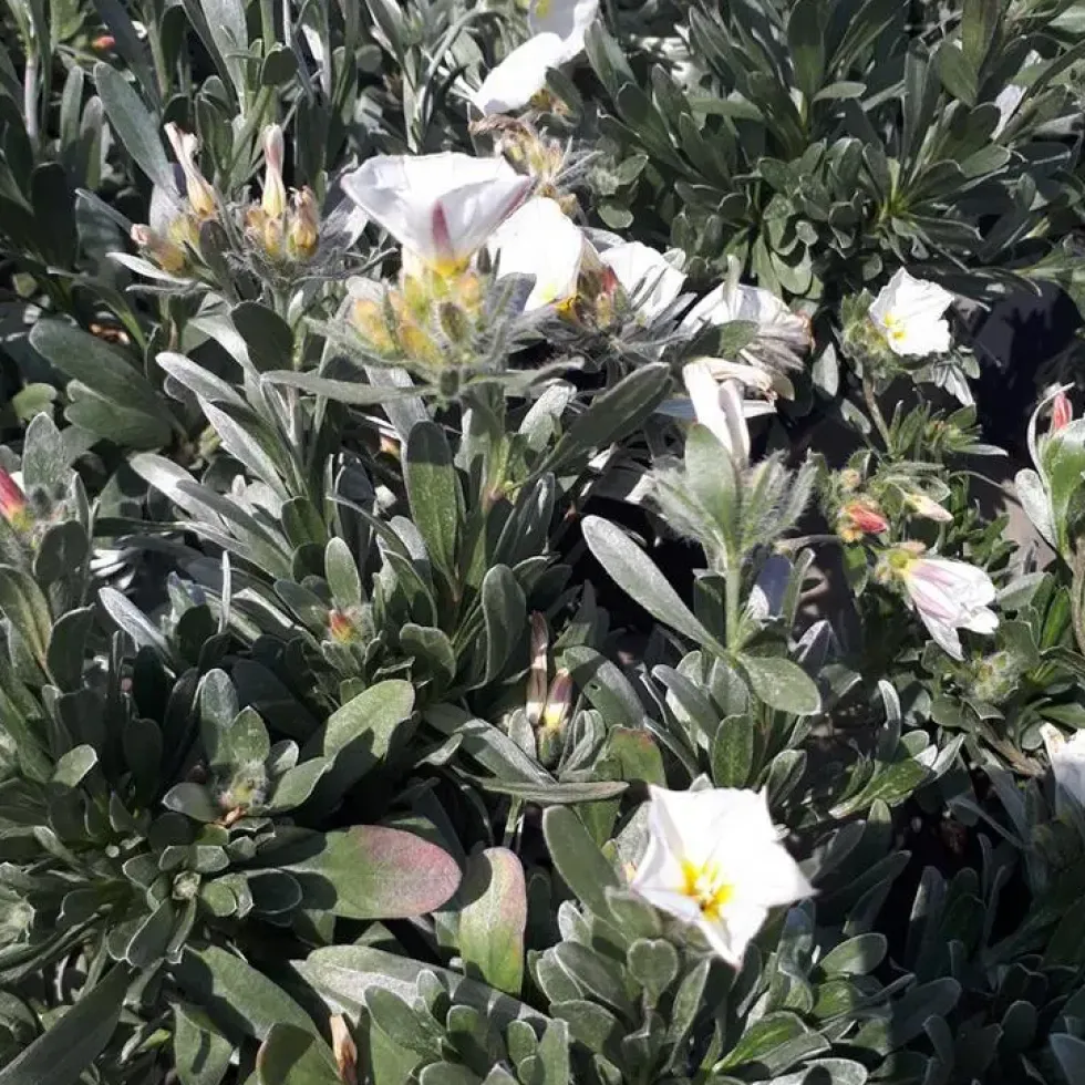 Convolvulus Mauritanicus ou Liseron de Mauritanie bleu en pot de 4 L
