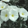 Convolvulus ou Liseron de Turquie à fleurs blanches - La suspension Ø 27 cm