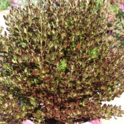 Coprosma Pacific Night. Le pot de 4 litres