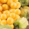 Coqueret Du Perou Bio. Le pot de 10,5 cm