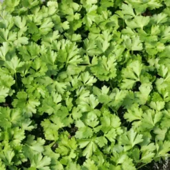 Coriandre Bio. Le pot de 10,5 cm