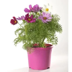 Cosmos - Le pot de 2,5 litres