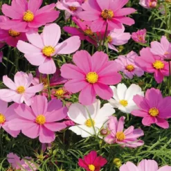 Cosmos - Le pot de 9 x 9 cm