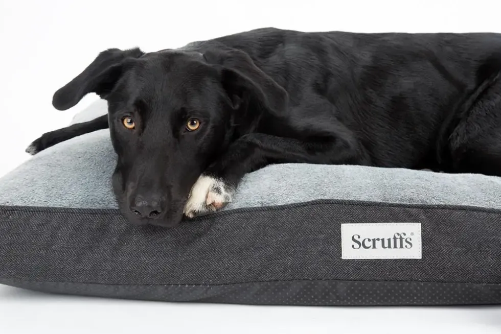 Couchage orthopédique pour chien coloris gris Scruffs Harvard - Taille L 100 x 70 x 12 cm