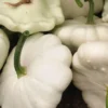 Courge Patisson Blanc Bio. Le pot de 9x9 cm
