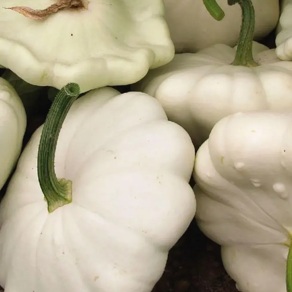 Courge Patisson Blanc Bio. Le pot de 9x9 cm