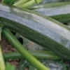 Courgette Black Beauty Bio. Le pot de 10,5 cm
