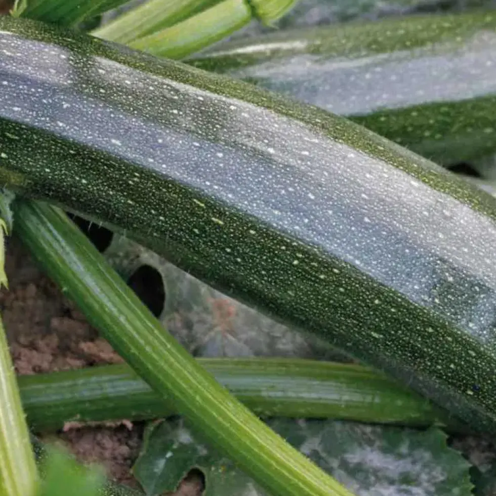 Courgette Black Beauty Bio. Le pot de 10,5 cm