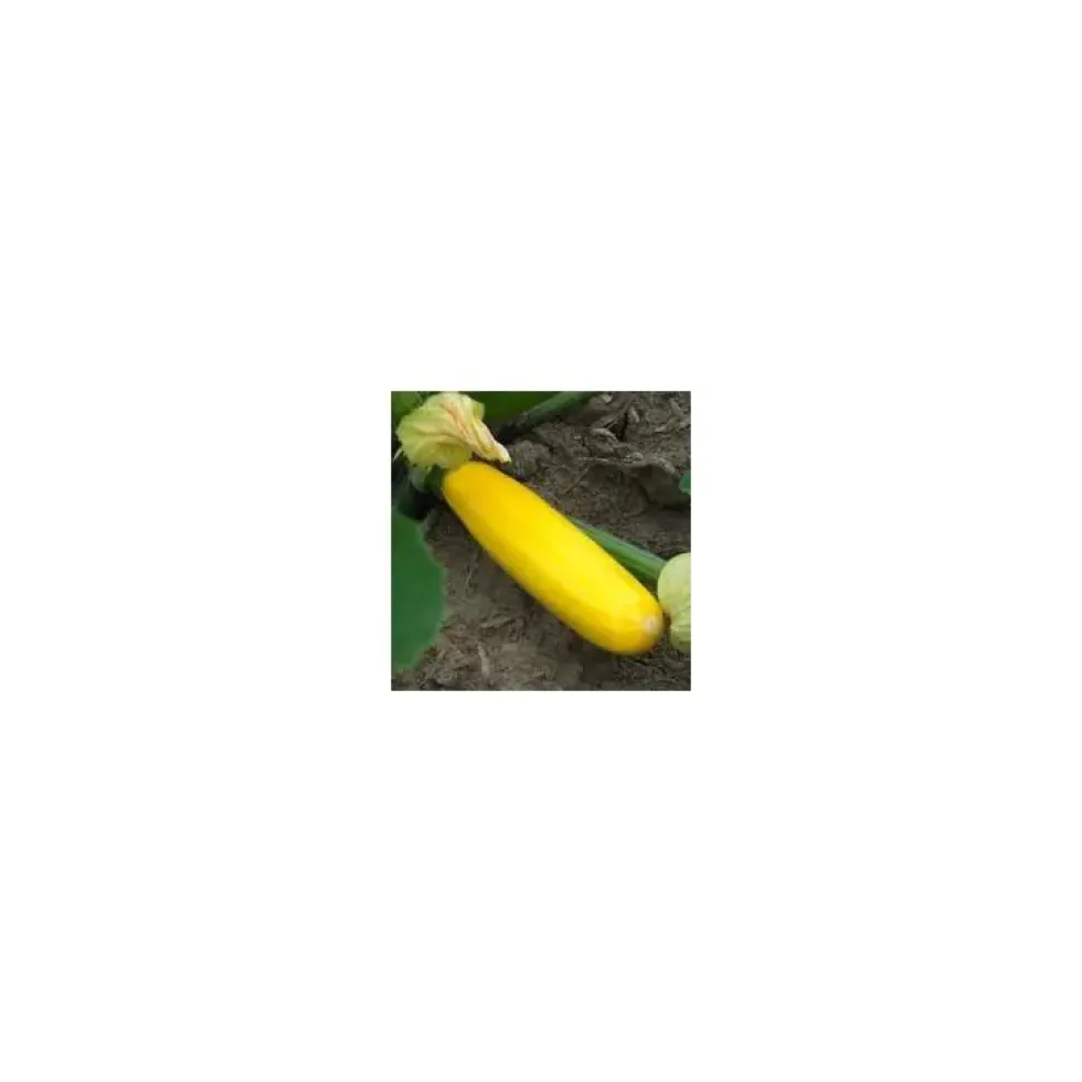 Courgette Jaune Bio. Le pot de 10,5 cm