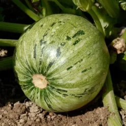 Courgette Ronde De Nice Bio. La barquette de 3 plants