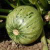 Courgette Ronde De Nice Bio. La barquette de 6 plants