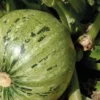 Courgette Ronde De Nice Bio. La barquette de 3 plants
