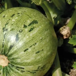 Courgette Ronde De Nice Bio. La barquette de 3 plants