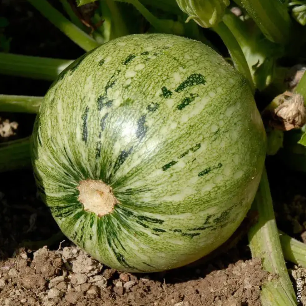 Courgette Ronde De Nice Bio. Le pot de 10,5 cm