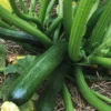 Courgette Verte Zodiac Bio. Le pot de 10,5 cm