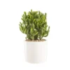 Crassula gollum en pot blanc émaillé H 10 x Ø 15 cm
