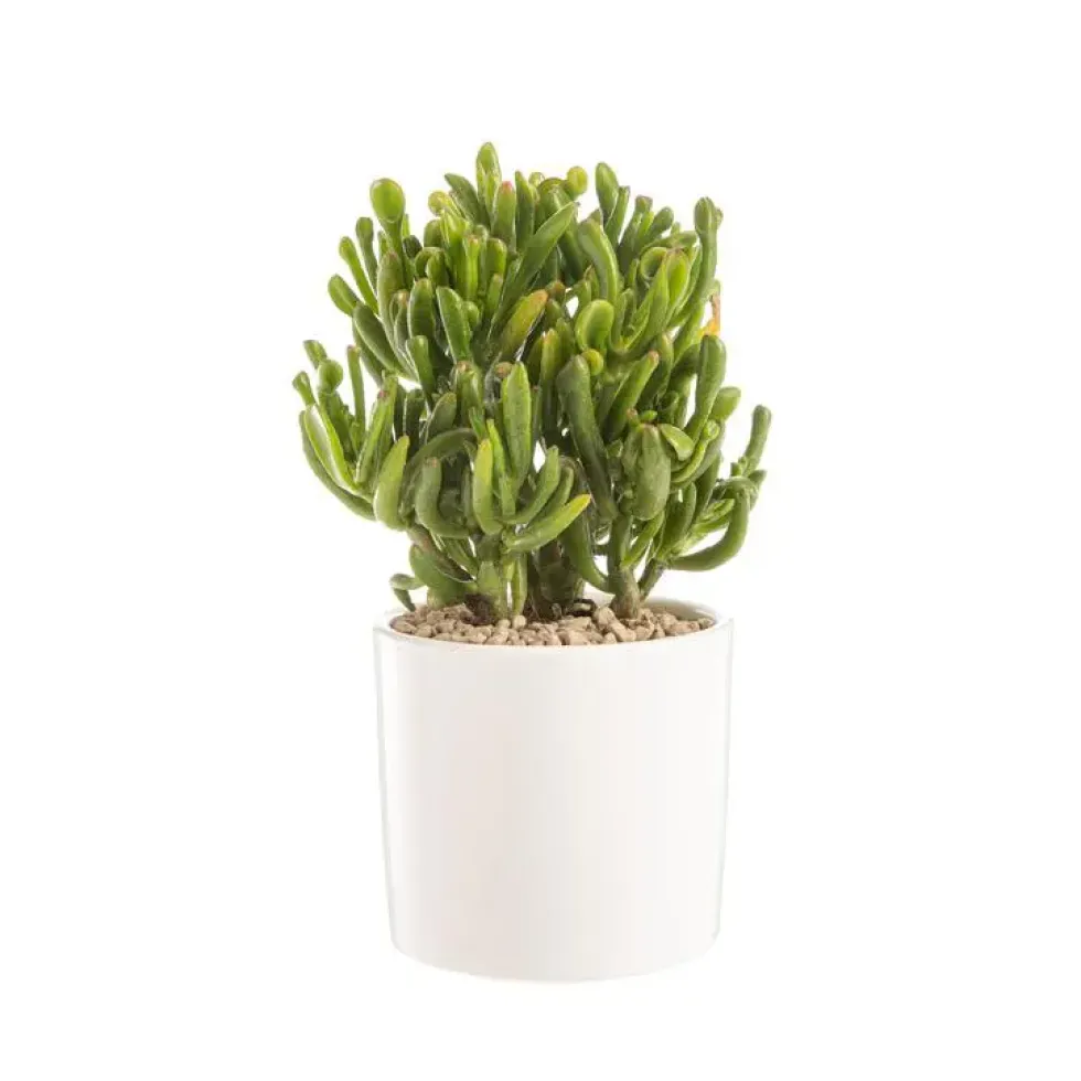 Crassula gollum en pot blanc émaillé H 10 x Ø 15 cm