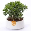 Crassula. La coupe de Ø 22 x H 20 cm