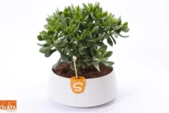 Crassula. La coupe de Ø 22 x H 20 cm