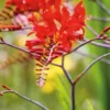 Crocosmia rouge - Le pot de 9 x 9 cm