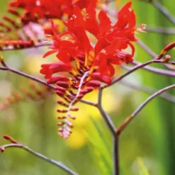 Crocosmia rouge - Le pot de 9 x 9 cm